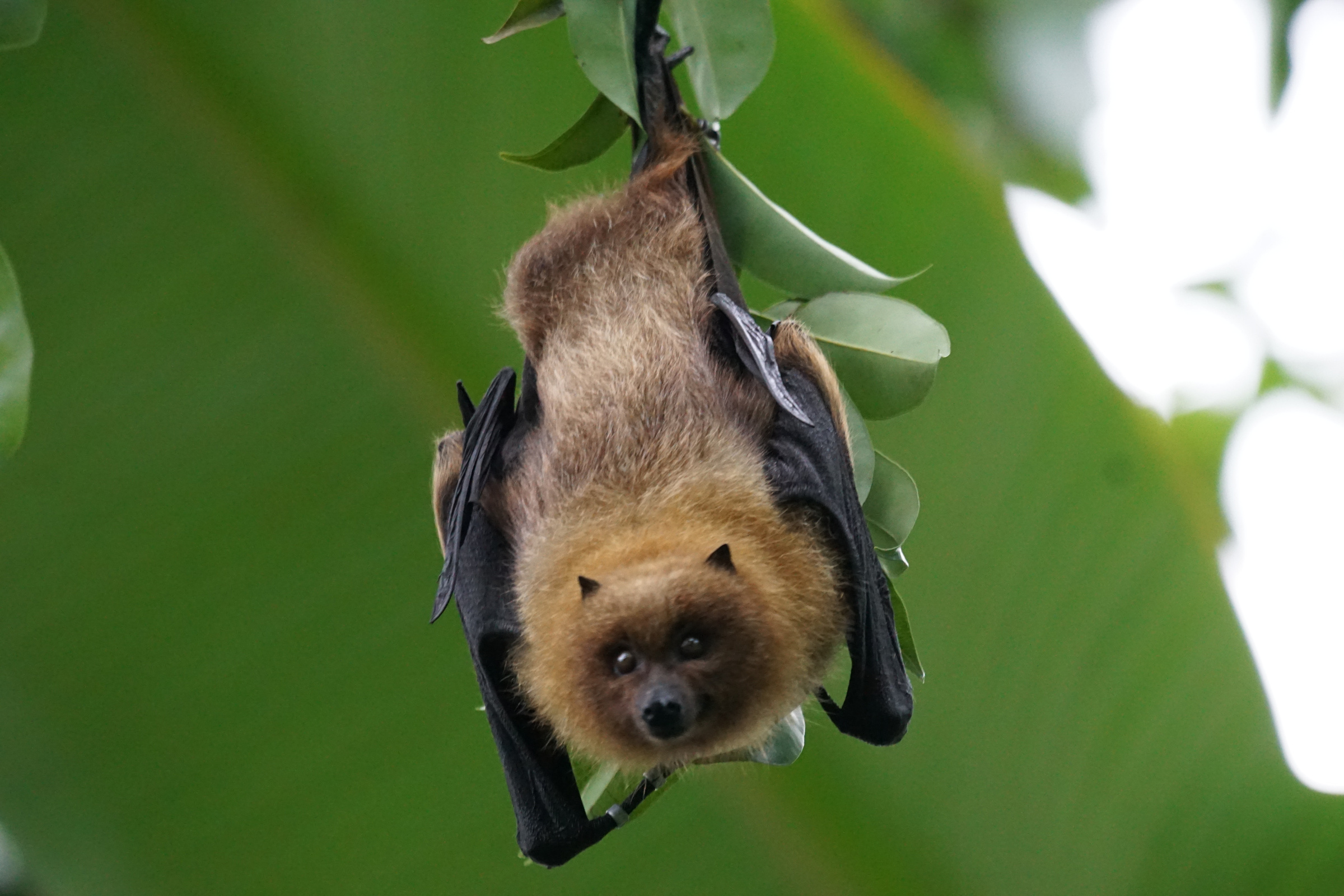 Bat Hanging from a Branch